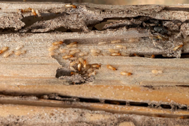 Best Best Pest Control Companies  in Florin, CA