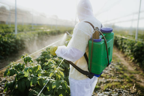 Best Ant Control Services  in Florin, CA